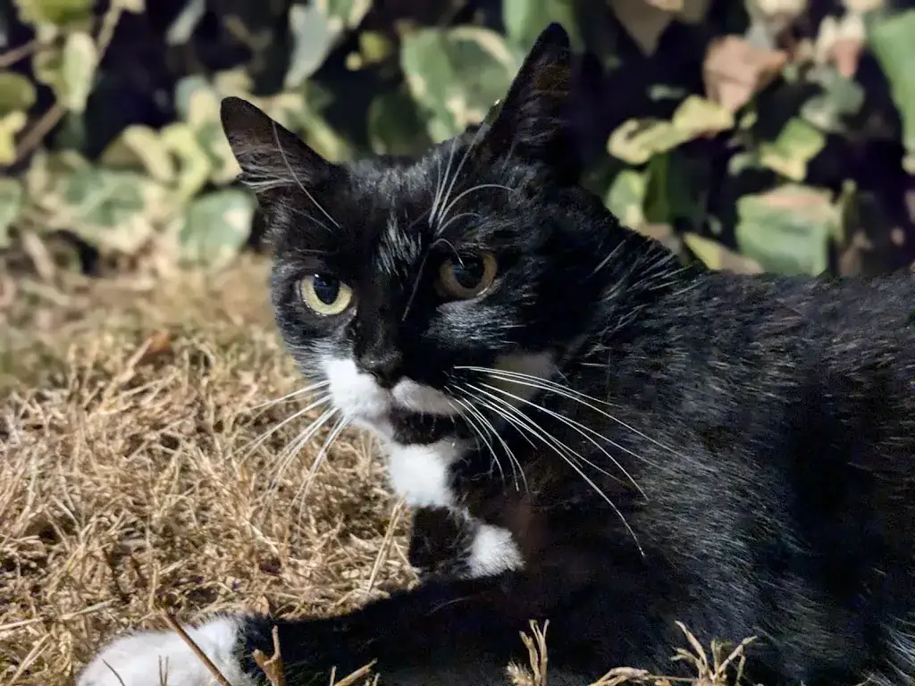 Luis NASCIMENTO GOMES (Draw&Dream)_Restaurant Happy Diner_Rumilly_review