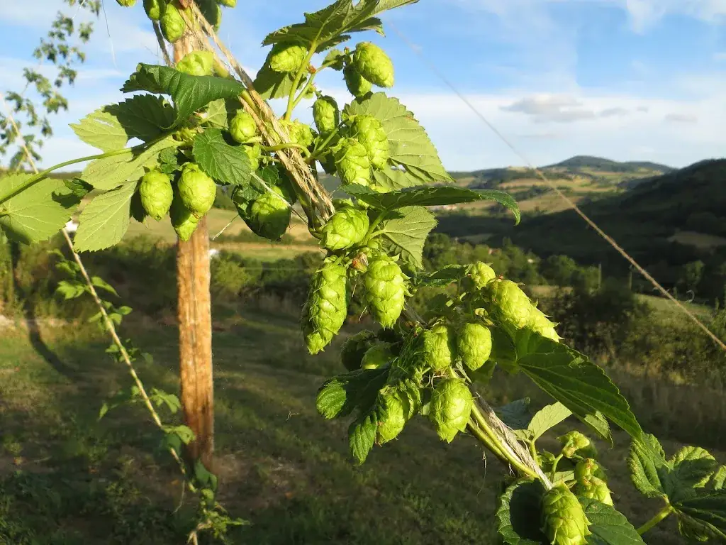 Brasserie du Mont Popey_Saint-Forgeux_slider_image_2