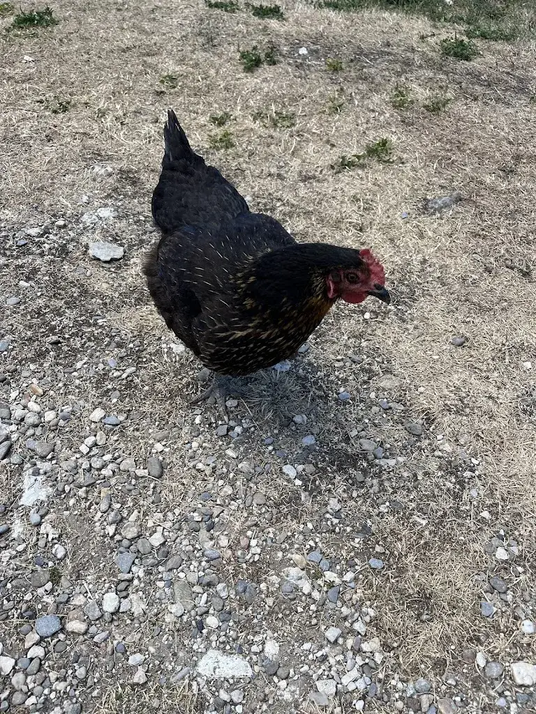 Maria Douvrou_Restaurant Auberge du Charmant Som_Saint-Pierre-de-Chartreuse_review