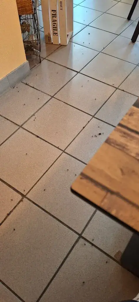 Phe Fo_Piccola Fata_Saint-Ours_recensione