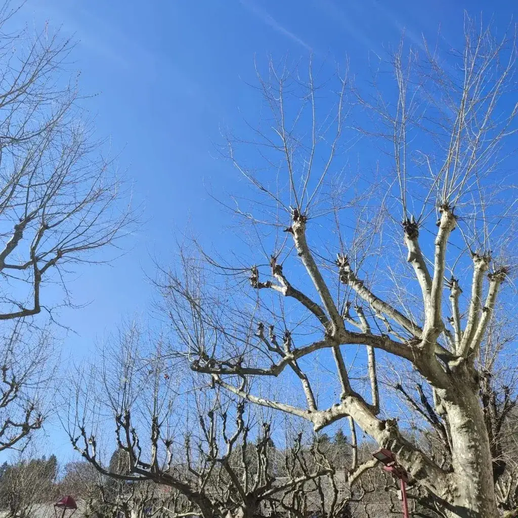 Wayne Dodds_Restaurant des Voyageurs_Saint-Paul-des-Landes_recensione