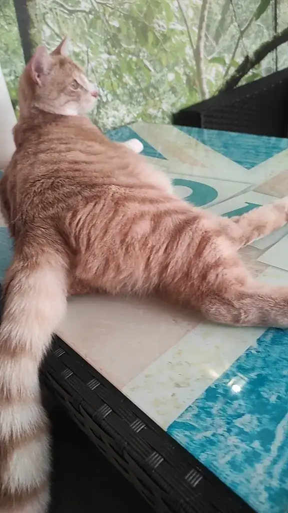 Menu_Féline Idée - Restaurant - Bar à Chats_Annemasse_immagine_3