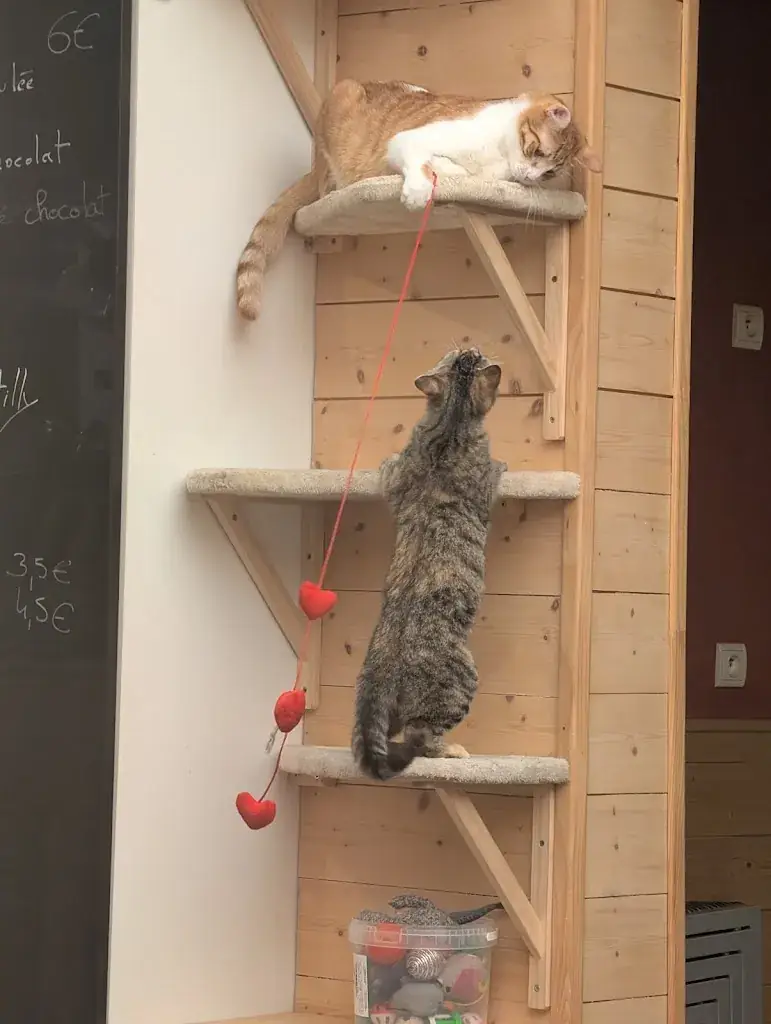 Ophelie Martin_Féline Idée - Restaurant - Bar à Chats_Annemasse_recensione