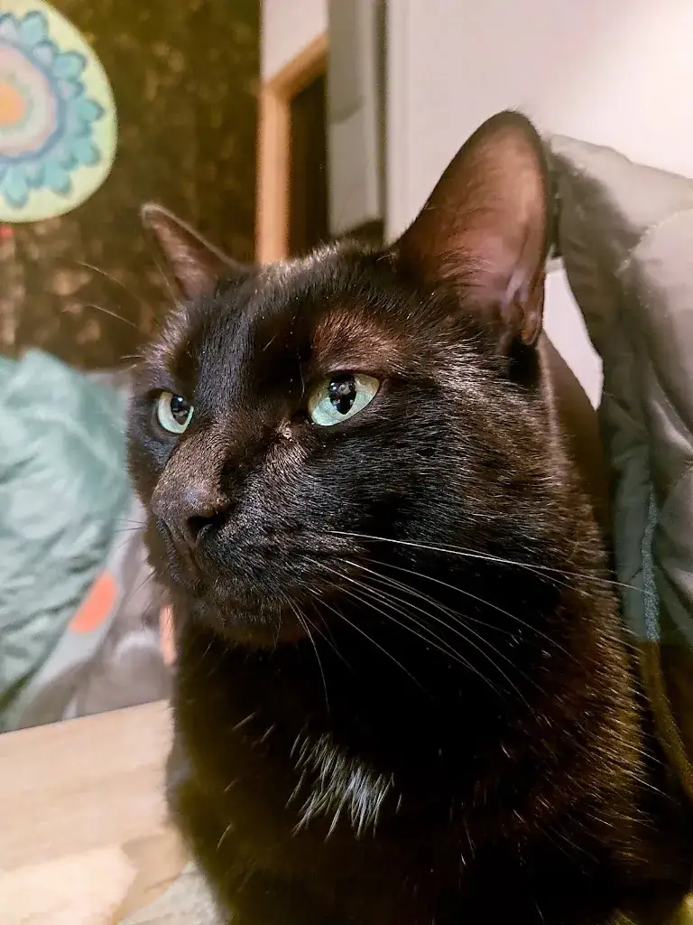 Sanja .Jovicic_Féline Idée - Restaurant - Bar à Chats_Annemasse_recensione