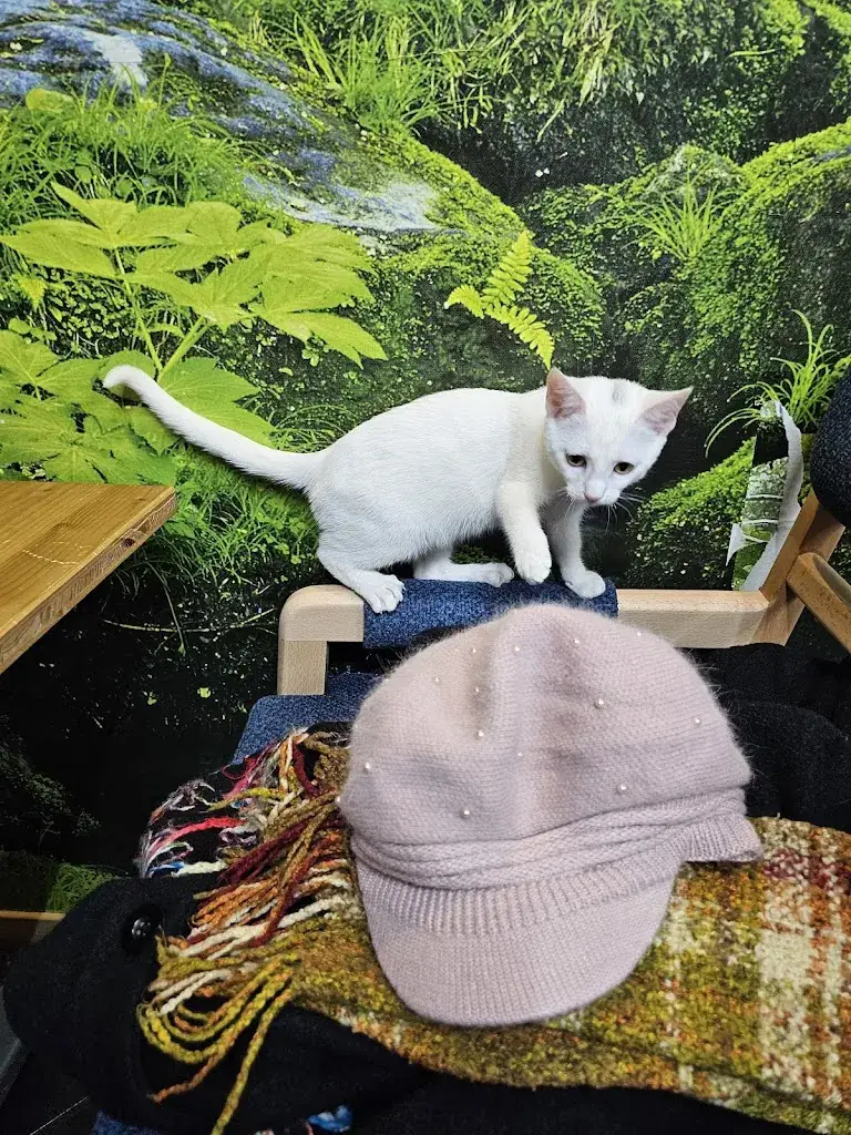 Mimi_Féline Idée - Restaurant - Bar à Chats_Annemasse_recensione