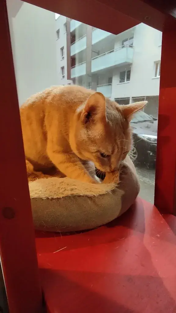 Féline Idée - Restaurant - Bar à Chats_Annemasse_slider_image_2