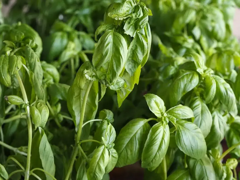 Menu_Le tablier d'Irene_Soyons_immagine_9