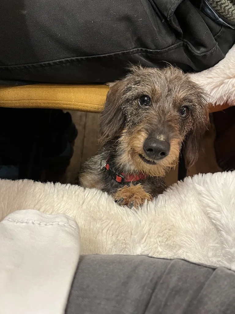 Paddy_La Ferme des Vônezins_Thônes_review