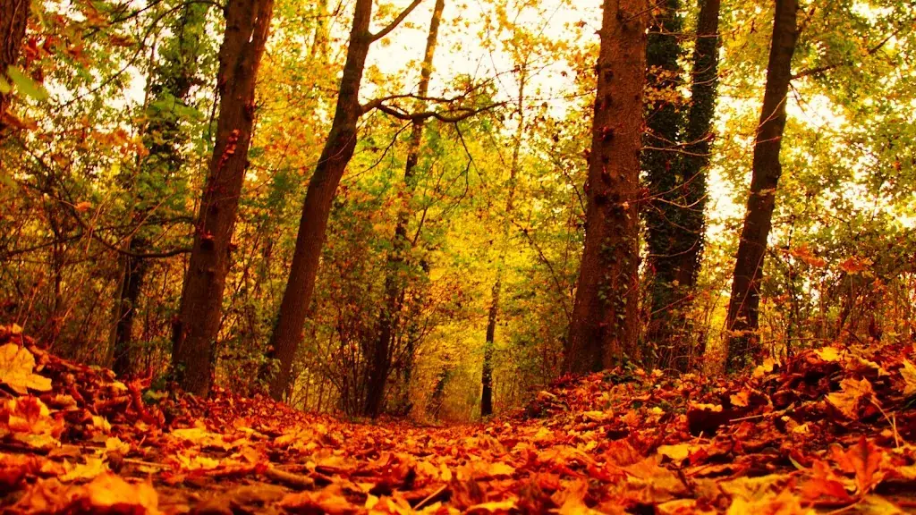 Ghali Benaissa_LE GARDEN'S_Vernioz_review