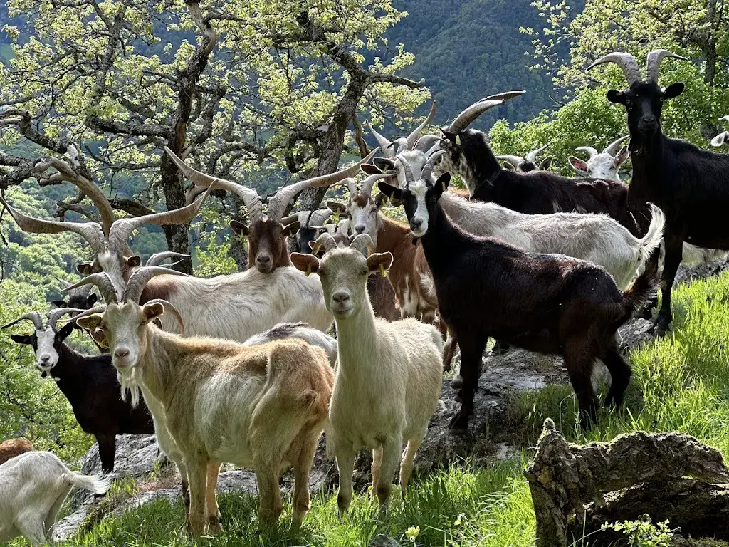 faber Gruber_Domaine du Rocher St-Loup - Ferme-Auberge & Ranch_Vif_review