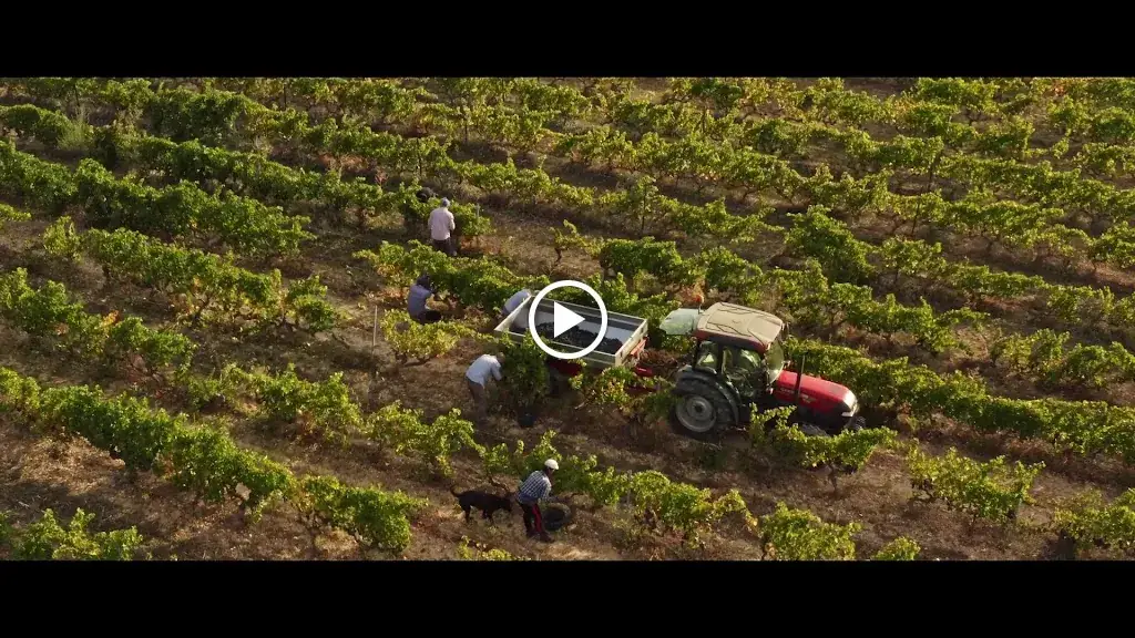 Cave coopérative La Vinsobraise_Vinsobres_slider_image_2