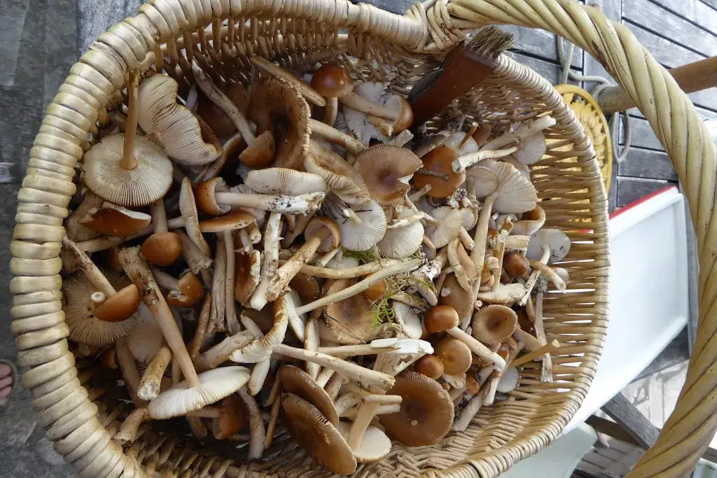 Le poirier au loup, rest-ô-livre_Avallon_slider_image_2