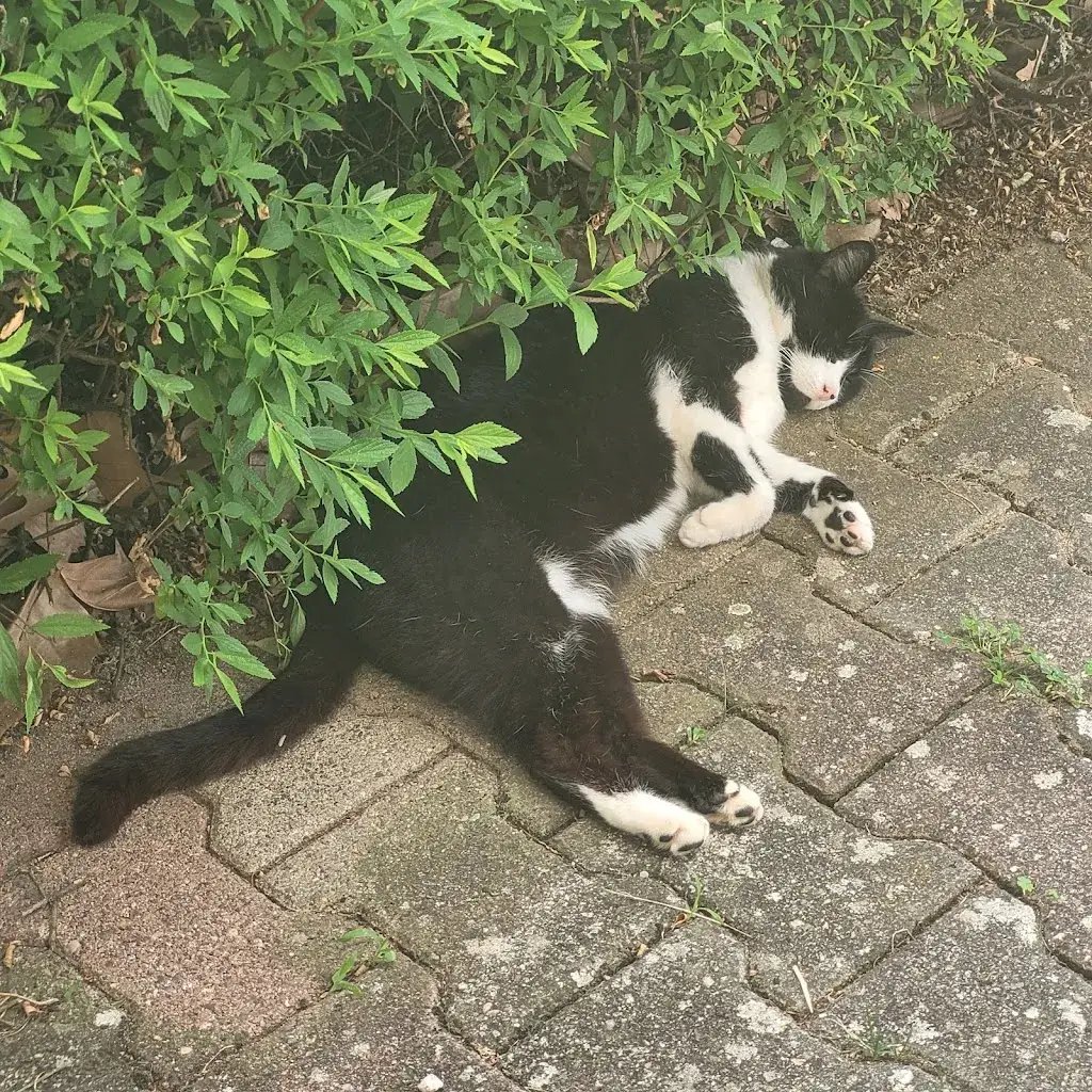 Ilagam Pastouille_Le Bistrot du golf_Autun_review