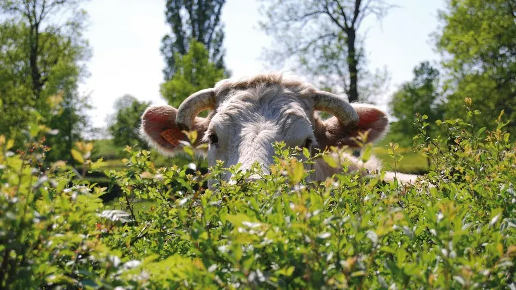 Maison du Charolais restaurant in Charolles