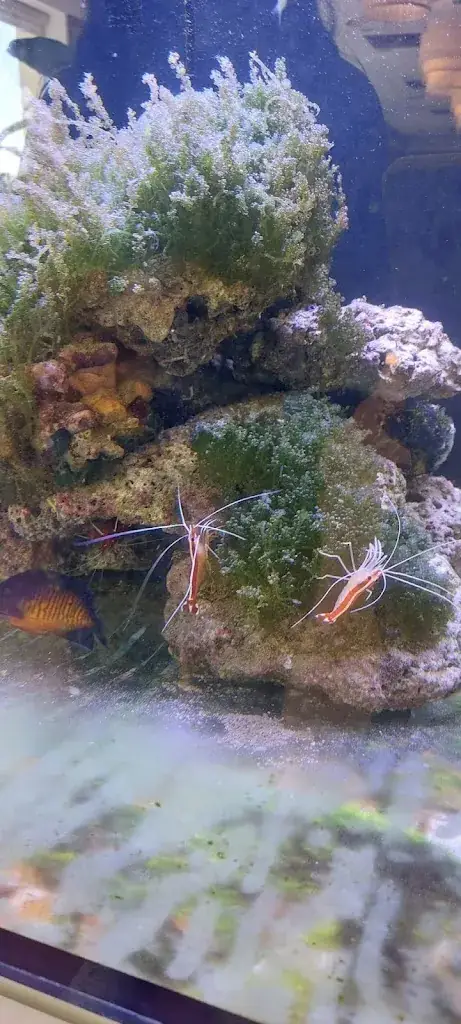 Christophe Renard_Restaurant asiatique Sushi d'or à volonté_Aubenas_review