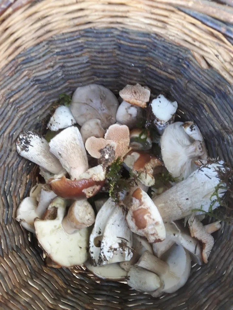 Menu_Karibou Pizzas_Delle_image_1