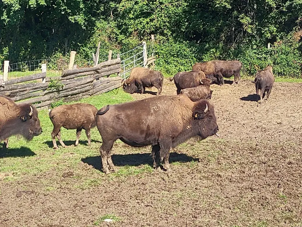 Frédérique Penfornis_LES BISONS DU SACHURON_Damprichard_recensione