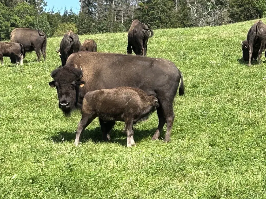 Audrey Clement_LES BISONS DU SACHURON_Damprichard_recensione