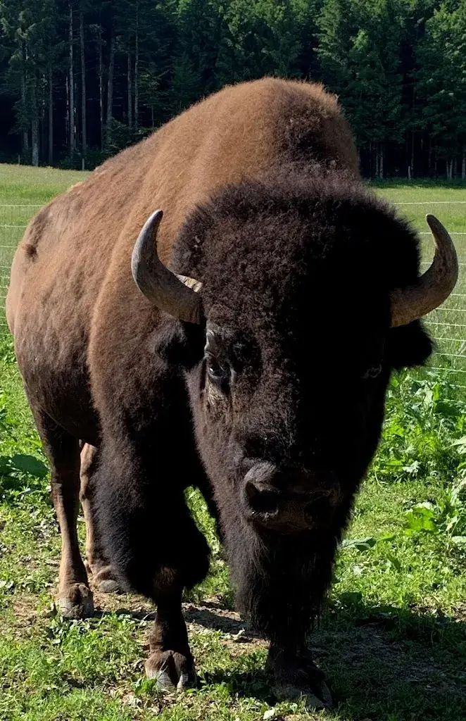 LES BISONS DU SACHURON restaurant in Damprichard