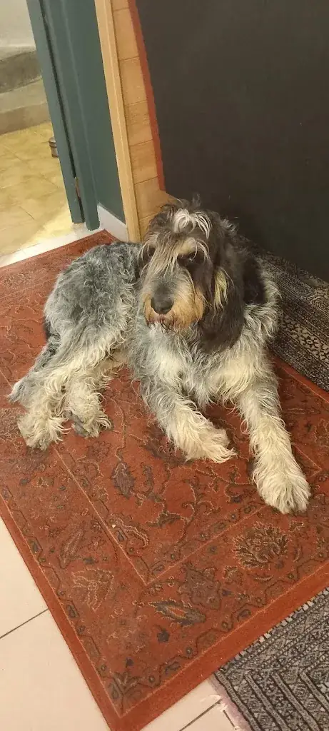 Tommette 1979_Le Bistrot_Lucenay-l'Évêque_review