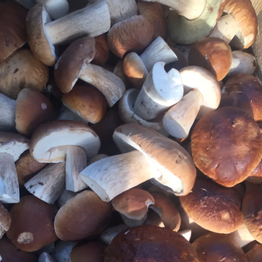 Menu_Bistro d Olivier_Montferrand-le-Château_image_5