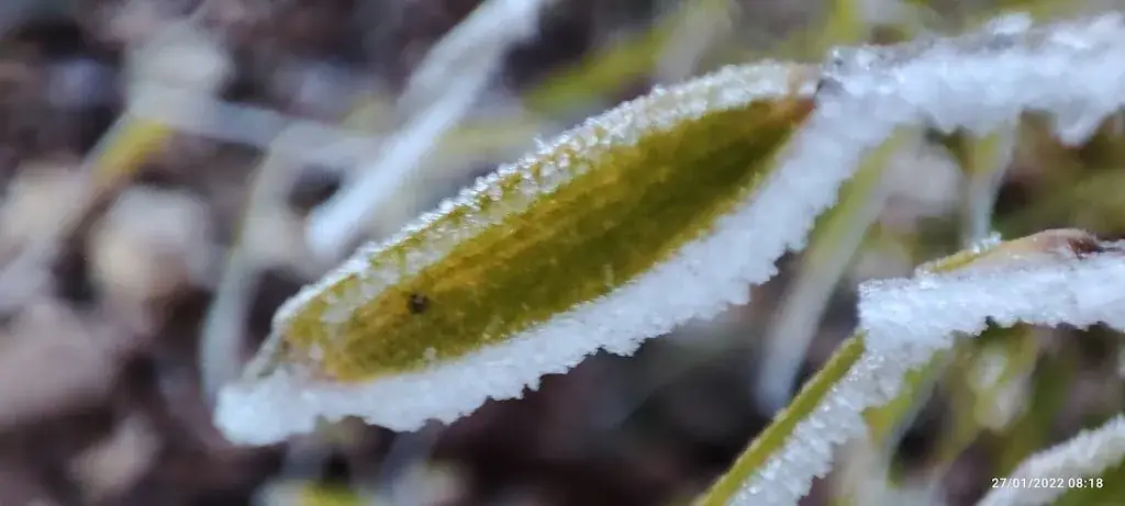 Menu_Le Luthra_Lure_image_7