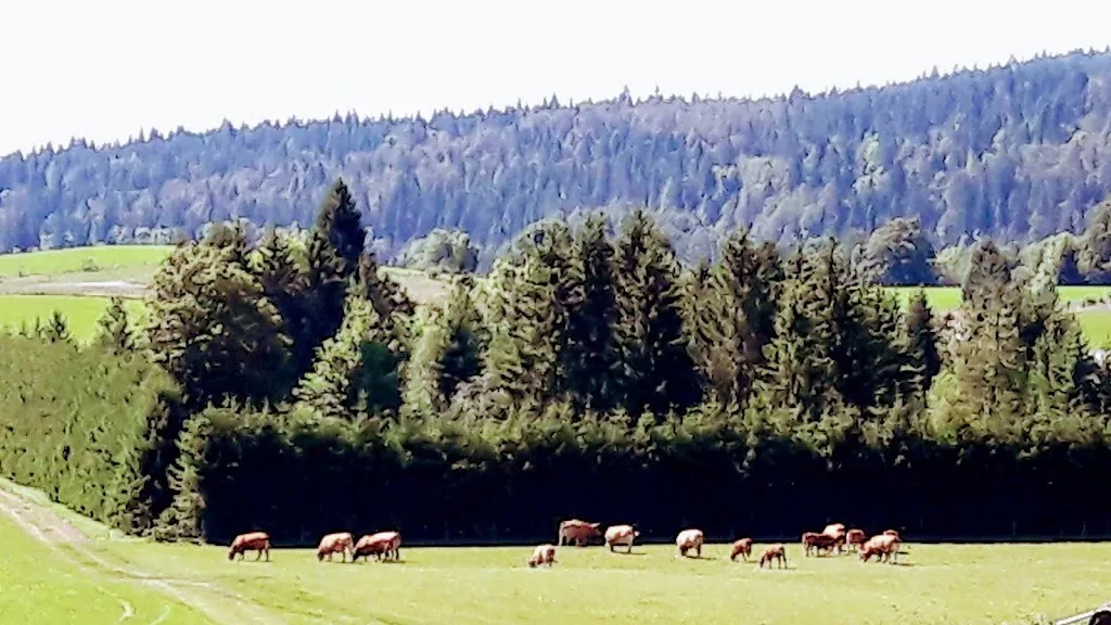 Marie Vallée_L'Ourson_Morbier_review