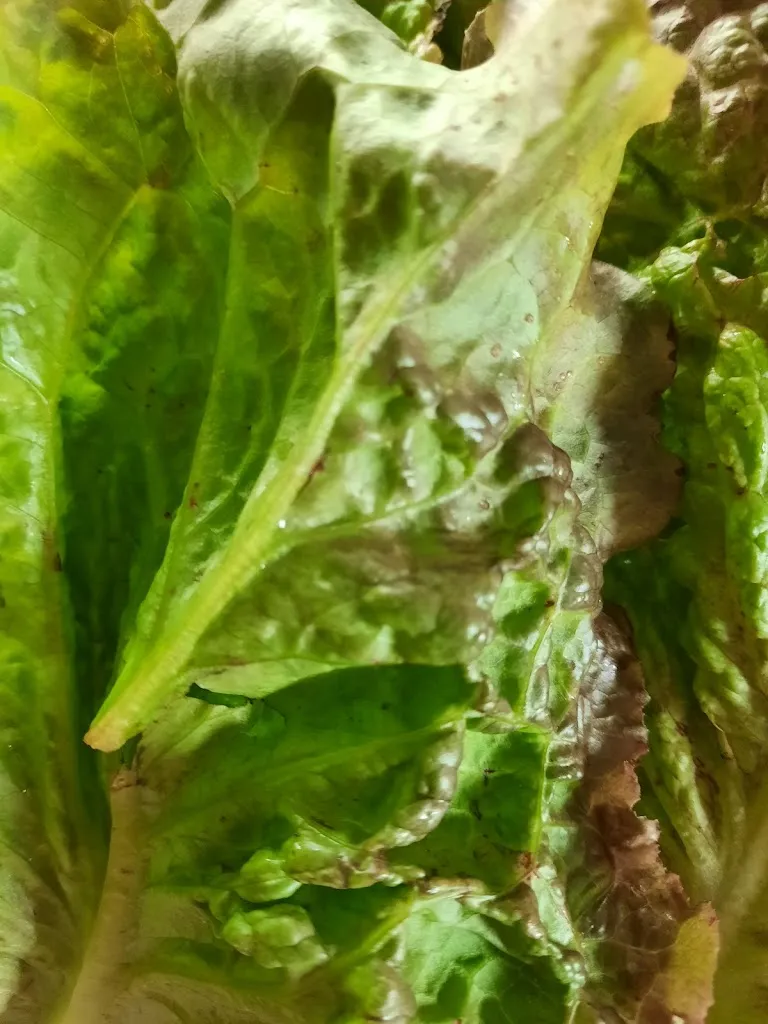 Menu_Le Mistral_Saint-Marcel-lès-Valence_image_9