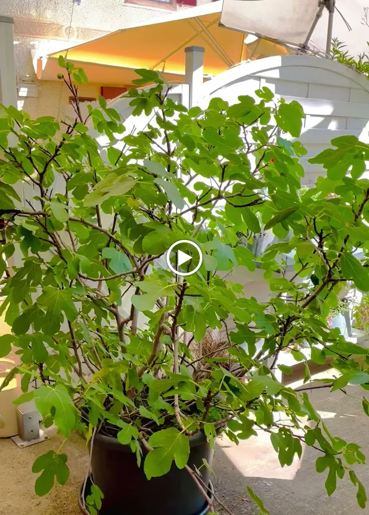 Restaurant Gasthaus zur Krone_Achern_slider_image_2