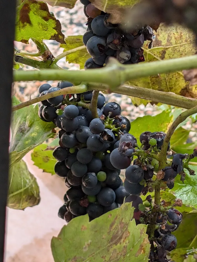 Vinothek Weingut Otto Görgen ristorante a Beilstein