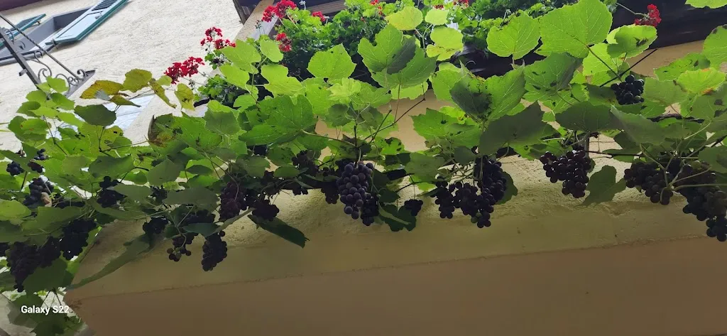 Menu_Vinothek Weingut Otto Görgen_Beilstein_image_6