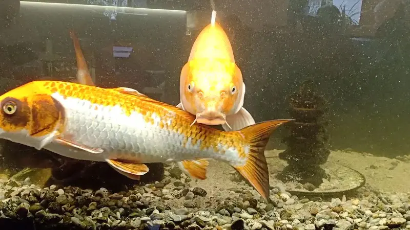 Ducminh Restaurant_Wolfratshausen_slider_image_2