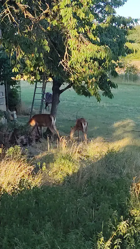 Bauernstube Restaurant und Biergarten_Zapfendorf_slider_image_3
