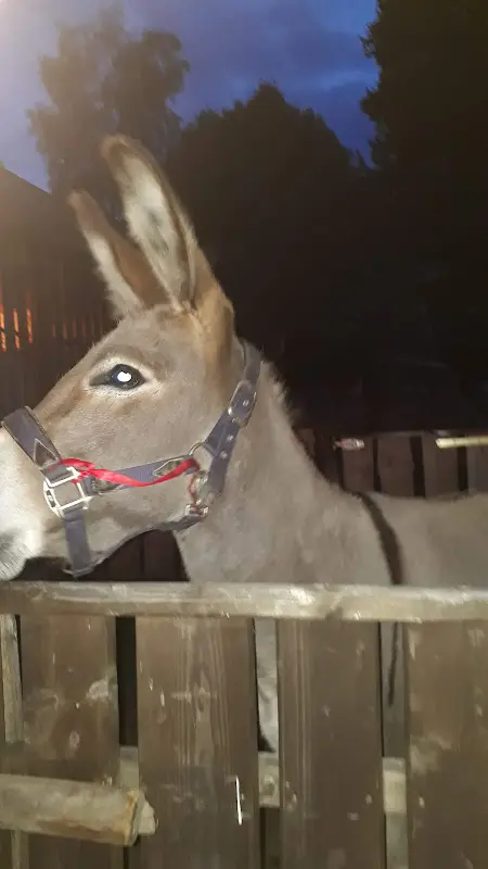 Willi Kynast_Gasthaus Tröpplkeller_Zwiesel_review