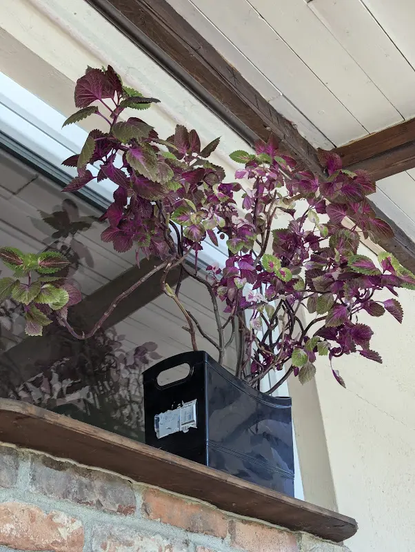 Adam Green_Villa Toscana – Ristorante Pizzeria_Berlin_review