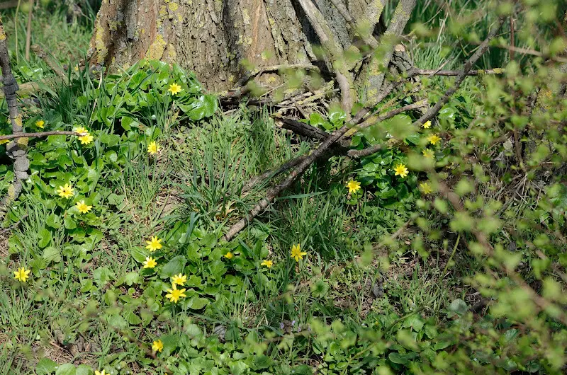 Gaststätte Adonisröschen_Mallnow_slider_image_2