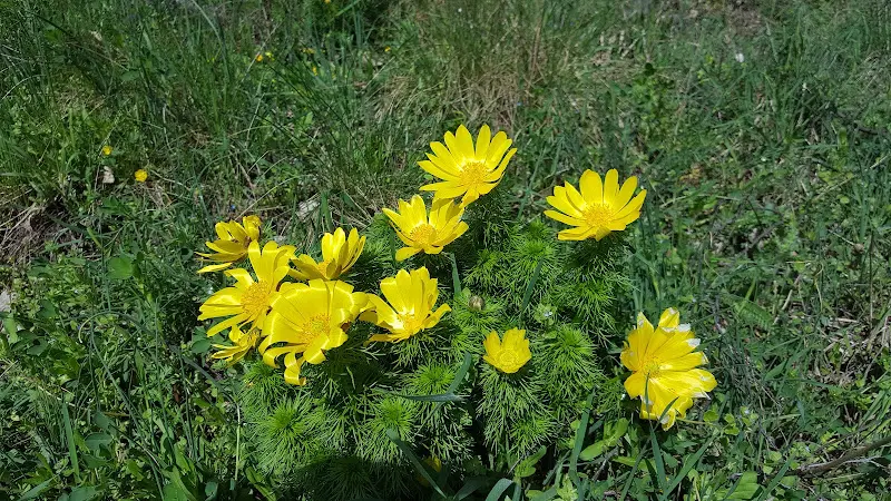 Gaststätte Adonisröschen_Mallnow_slider_image_3