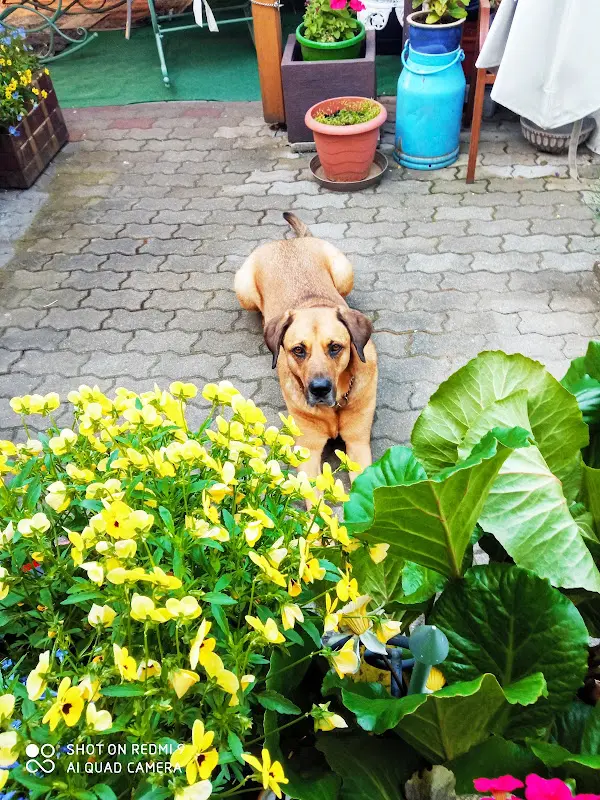 Hotel und Restaurant 