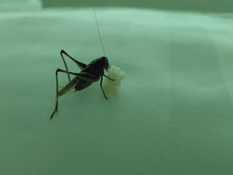 Flaggy McFly_Pension & Restaurant Schützenhof_Gleichen_review