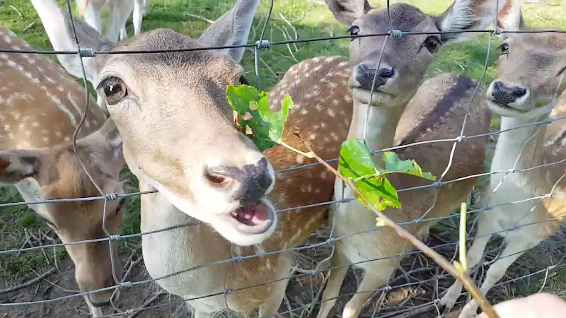 Hippelsbacher Bauernstube_Brensbach_slider_image_2