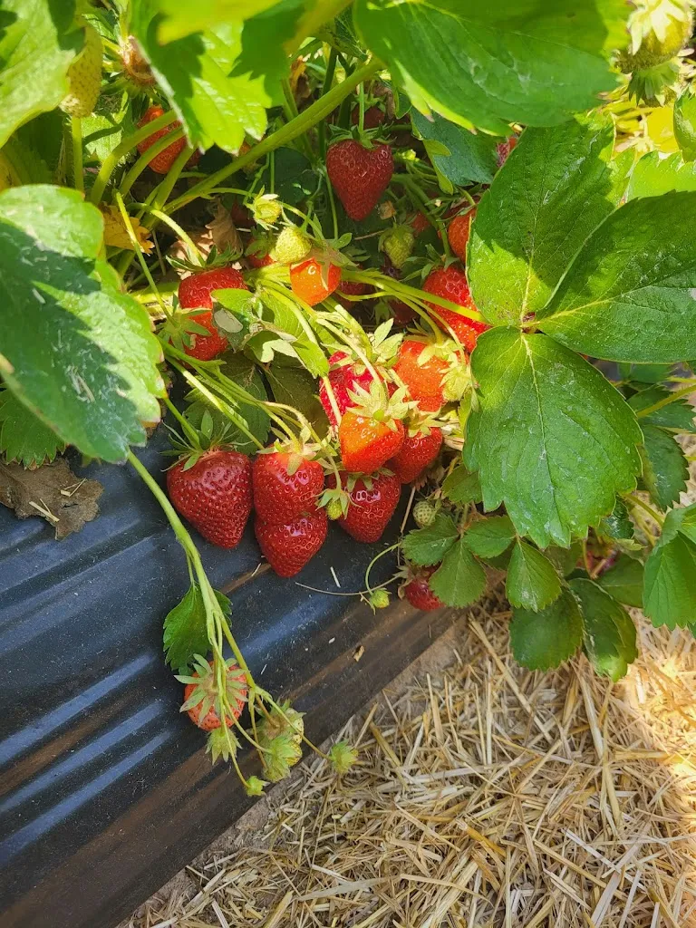 Menu_Grötzingers Bauernschänke_Brackenheim_immagine_5