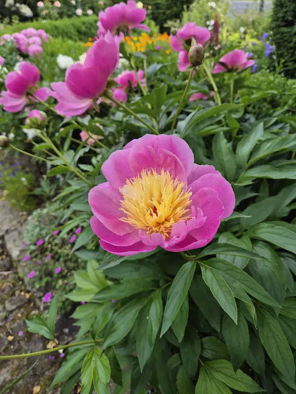 Siegfried Engelke_Schmeckewöhlerchen, Gartencafé und Vintage-Shop_Espenau_review