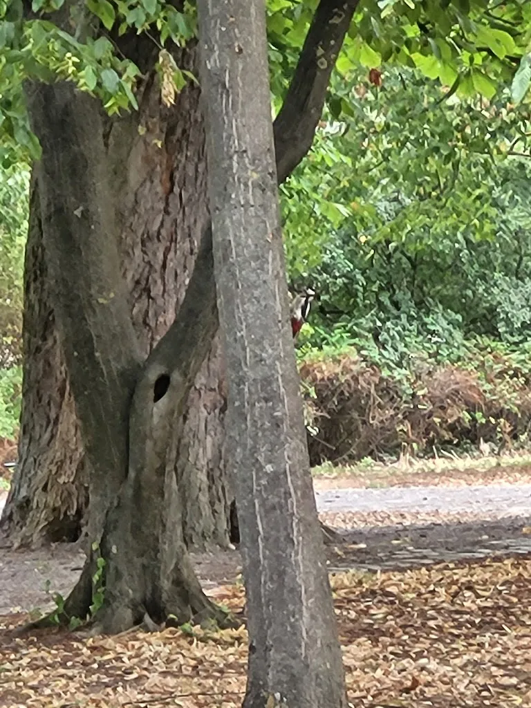 John Whitehead_Ringpark_Buchen_review