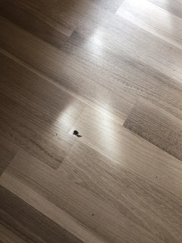 Grey Wolf Nic_Belle Vue_Fürth_reseña