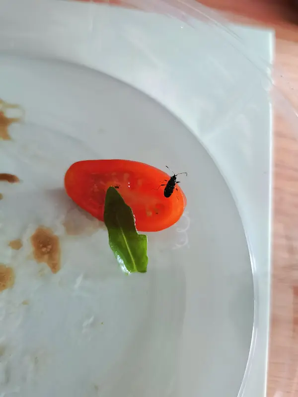 Nice One_L’Ulivo Cucina & Pizzeria_Gelnhausen_review