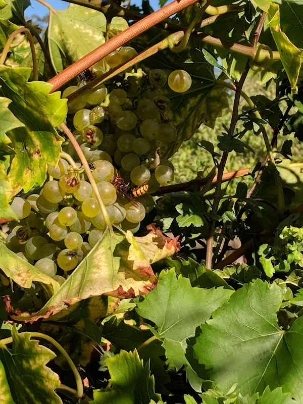 Menu_Schlossgut Schwante_Oberkrämer_immagine_5