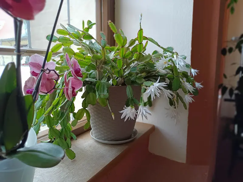 Irina Müller_KlosterCafé Prenzlau_Prenzlau_reseña