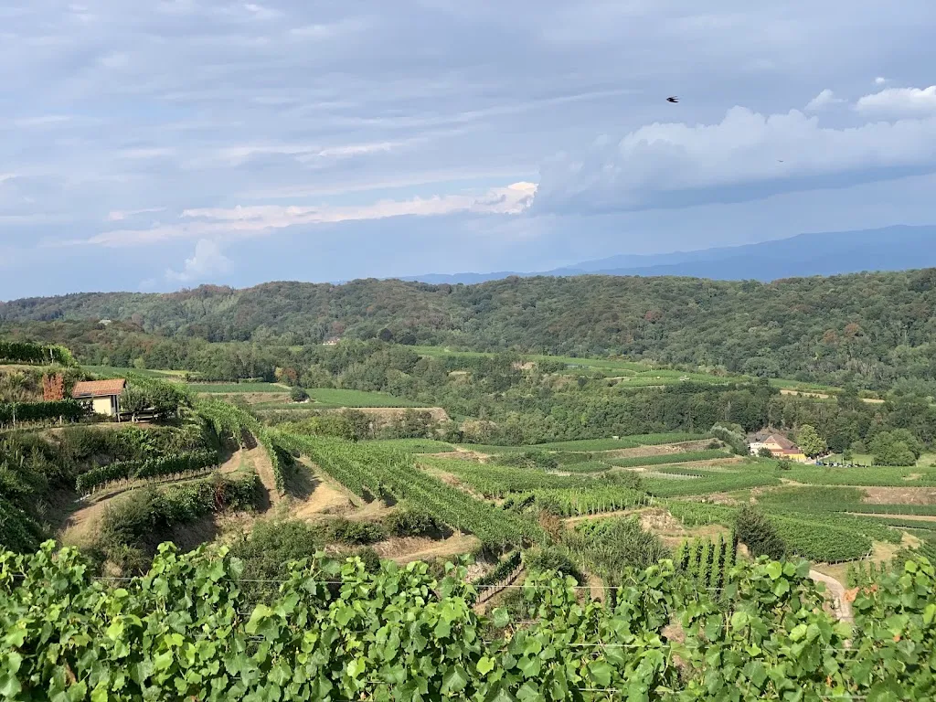 J C_Rasthaus Lenzenberg - Familie Bühler_Ihringen_recensione