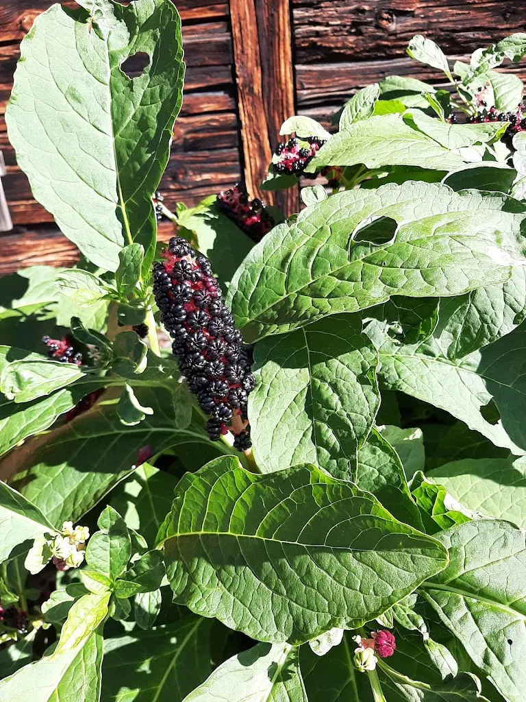 Menu_Berggasthof Laiter_Oberstdorf_image_7