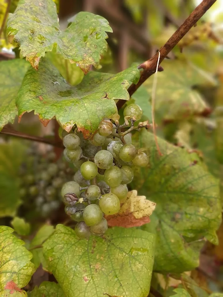 Menu_Gasthaus Decker_Mittenaar_immagine_7